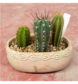 Pl. composicion cactus 25cm x3 - COMCAC25233