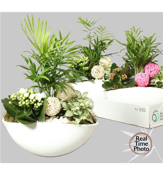 Pl. composicion planta interior 25cm x3 - COMPLAINT32225