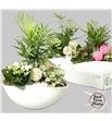 Pl. composicion planta interior 25cm x3 - COMPLAINT32225