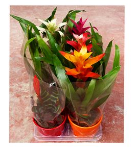 Pl. bromelia mixta 40cm x6 - BROMIX61340