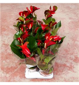 Pl. anthurium dynamite red 60cm x6 - ANTDYNRED61760