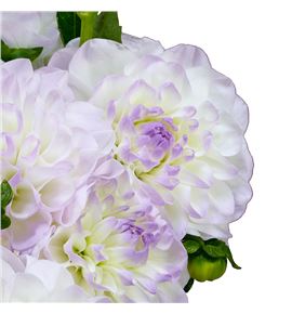 Dahlia eveline 50 - DAHEVE