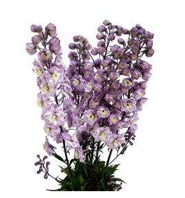 Delphinium dewi flaming 80 - DELDEWFLA