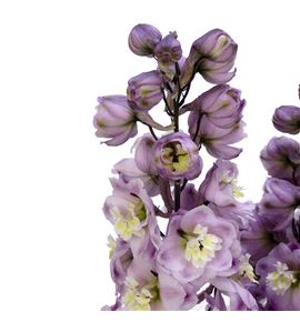 Delphinium dewi flaming 80 - DELDEWFLA