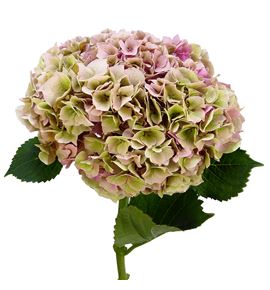 Hydr mag cassanova classic rosa a 80 - HYDCASCLAROS