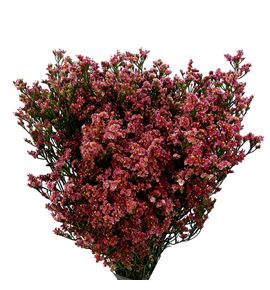 Limonium inca diamond 60 - LIMINCDIA