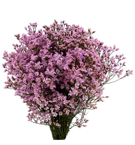 Limonium chino teñido rosa - LIMCHITENROS