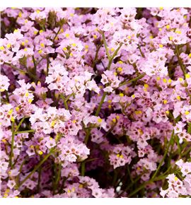 Limonium chino teñido rosa - LIMCHITENROS