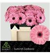 Gerbera joyride 50 x10 - GERJOY5010