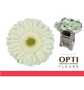 Gerbera mint 50 x10 - GERMIN5010