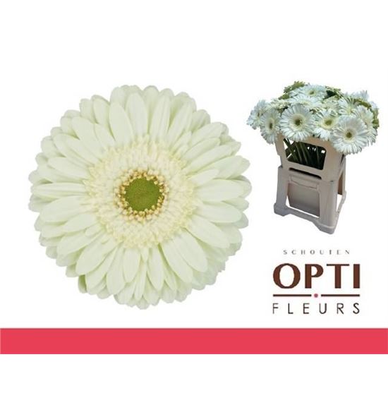 Gerbera mint 50 x10 - GERMIN5010