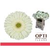 Gerbera mint 50 x10 - GERMIN5010