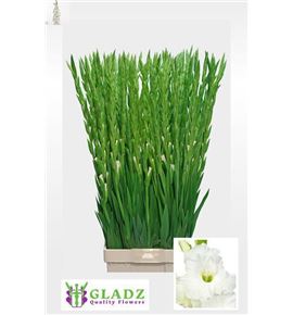 Gladiolo serena 125 - GLAESS