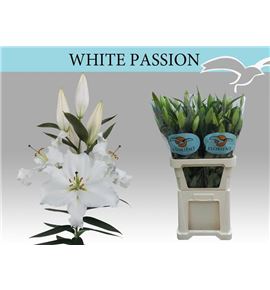 Lilium oriental hol white passion 90 - LOHWHIPAS