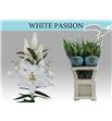 Lilium oriental hol white passion 90 - LOHWHIPAS