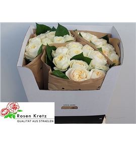 Rosa hol whitechapel 70 - RGRWHI