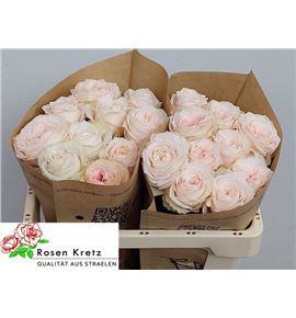 Rosa hol sunderland 50 - RGRSUND