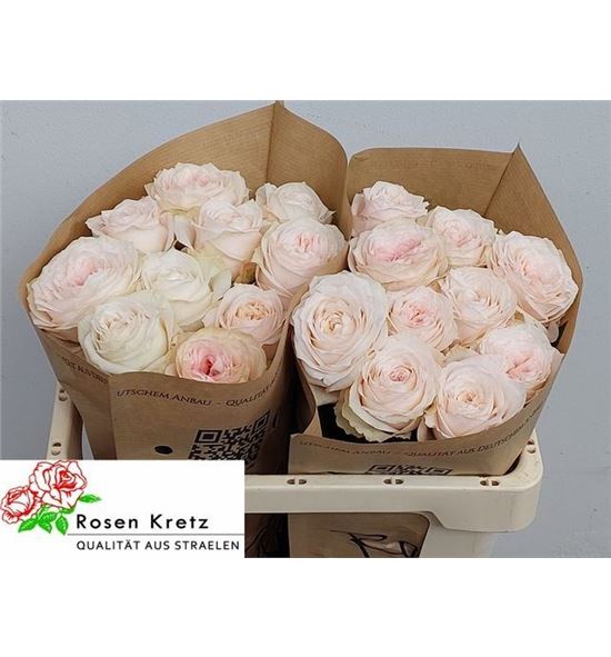 Rosa hol sunderland 50 - RGRSUND