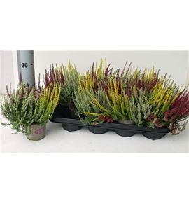 Pl. calluna girls trio 25cm x8 - CALGIRTRI81225