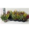 Pl. calluna girls trio 25cm x8 - CALGIRTRI81225