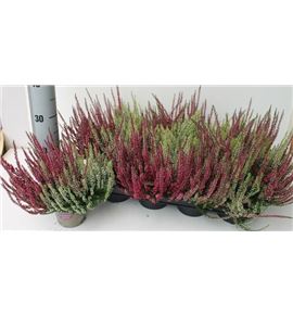 Pl. calluna girls twin 25cm x8 - CALGIRTWI81225