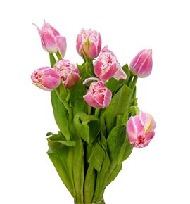 Tulipan queensland 35 - TULQUE