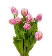 Tulipan queensland 35 - TULQUE