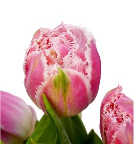 Tulipan queensland 35 - TULQUE