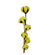 Algodon amarillo - ALGAMA