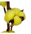 Algodon amarillo - ALGAMA1
