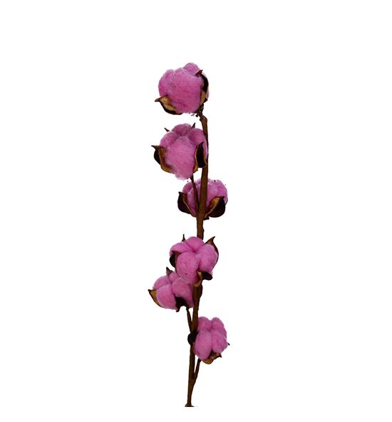Algodon fucsia - ALGFUC