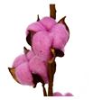 Algodon fucsia - ALGFUC1