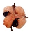 Algodon melocoton - ALGMEL1
