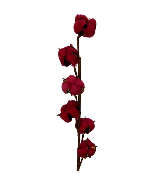Algodon rojo - ALGROJ