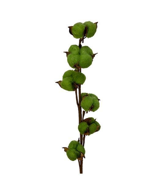 Algodon verde - ALGVER