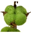 Algodon verde - ALGVER1