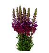 Antirrino antibes red 75 - ANTANTRED