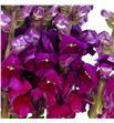 Antirrino antibes red 75 - ANTANTRED1