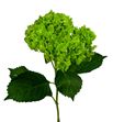 Hydr select shamrock 60 - HYDSLCEMEGRE