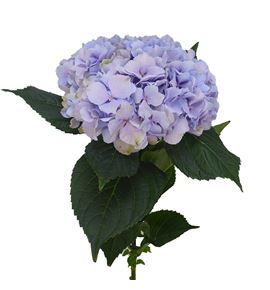 Hydr royal benefit 80 - HYDROYBEN
