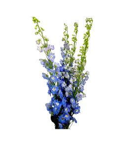 Delphinium aurora light blue 100 - DELAURLIGBLU