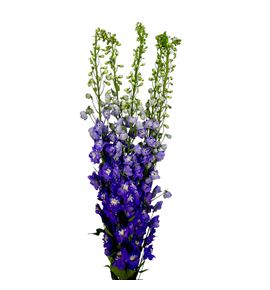 Delphinium aurora purple 100 - DELAURPUR