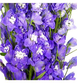 Delphinium aurora purple 100 - DELAURPUR