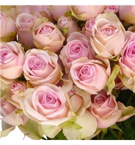Rs ramificada sweet blossoms 70 - RTRSWEBLO