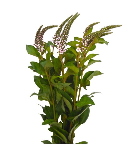 Lysimachia pink 70 - LYSPIN