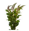 Lysimachia pink 70 - LYSPIN