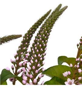 Lysimachia pink 70 - LYSPIN