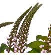Lysimachia pink 70 - LYSPIN1