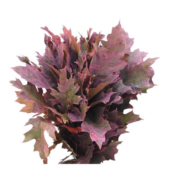 Quercus coral - QUECOR