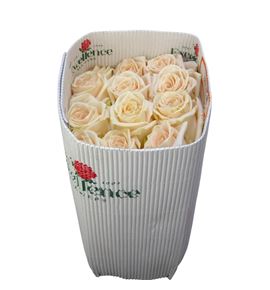 Rosa ecu soul 40 - RESOU